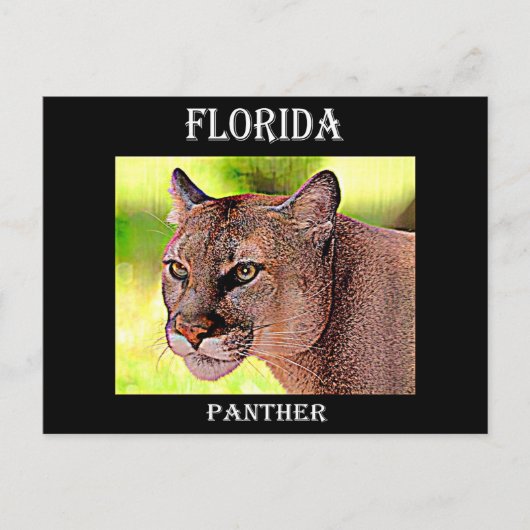 Carte Postale Floride Panther (Devant)