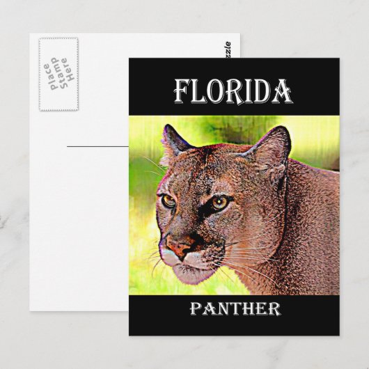 Carte Postale Floride Panther (Devant / Derrière)
