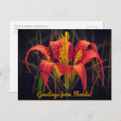 Carte postale Floride Pine Lily (Devant / Derrière)