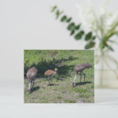 Carte Postale Floride Sandhill Cranes famille photo (Debout devant)