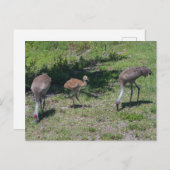 Carte Postale Floride Sandhill Cranes famille photo (Devant / Derrière)