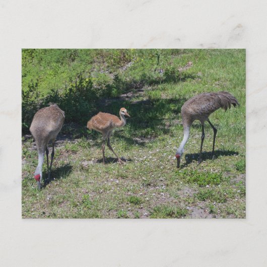 Carte Postale Floride Sandhill Cranes famille photo (Devant)