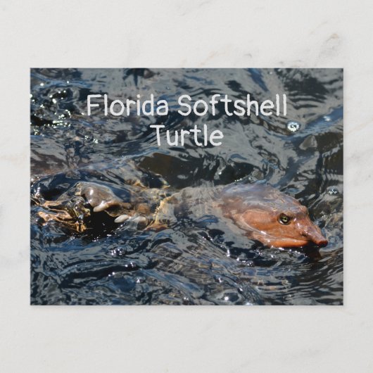 Carte Postale Floride Softshell Turtle Faune Photographie (Devant)