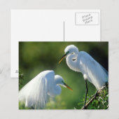 Carte Postale Floride, Venise, Sanctuaire Audubon, Aiguille Comm (Devant / Derrière)