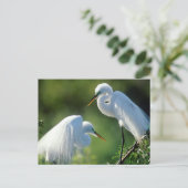 Carte Postale Floride, Venise, Sanctuaire Audubon, Aiguille Comm (Debout devant)