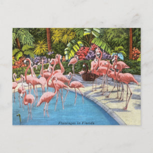 Carte Postale Floride vintage flamants roses voyage rétro