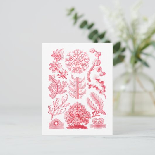 Carte Postale Florideae (Debout devant)