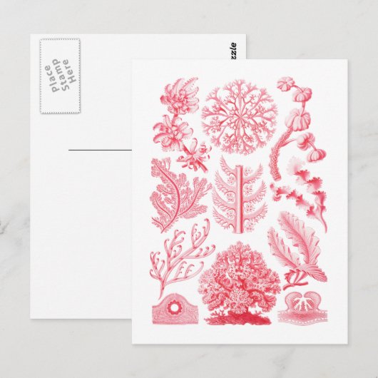 Carte Postale Florideae (Devant / Derrière)