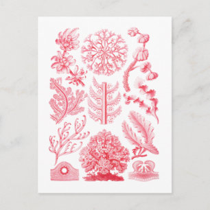 Carte Postale Florideae