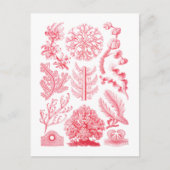 Carte Postale Florideae (Devant)