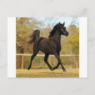 Carte Postale Flottant dans l'air