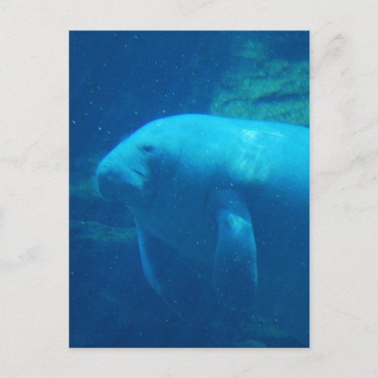 Carte postale flottante Manatee (Devant)