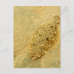 Carte Postale Flounder