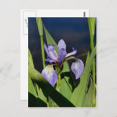 Carte Postale Flower bleu sauvage (Devant / Derrière)