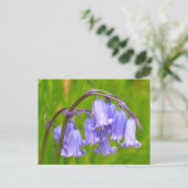 Carte postale Flower Bluebell (Debout devant)