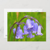 Carte postale Flower Bluebell (Devant / Derrière)