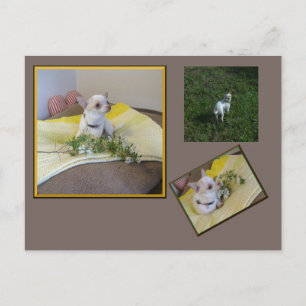Carte postale Flower Chihuahua