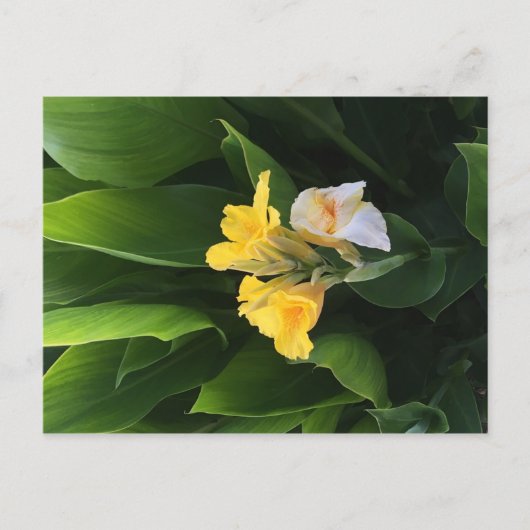 Carte Postale Flower Delivery (Devant)