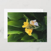 Carte Postale Flower Delivery (Devant / Derrière)