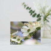 Carte Postale Flower Dogwood [Carte postale] (Debout devant)