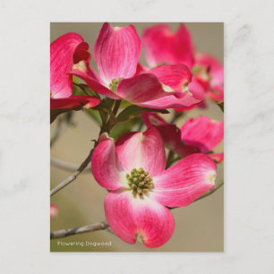 Carte Postale Flower Dogwood [Carte postale]