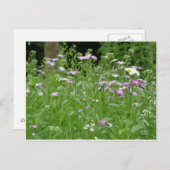 Carte Postale flower field postcard (Devant / Derrière)