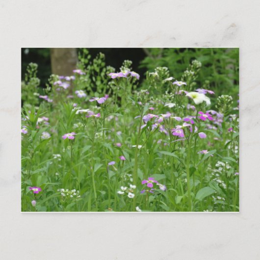 Carte Postale flower field postcard (Devant)