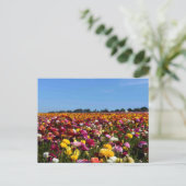 Carte Postale Flower fields in California (Debout devant)
