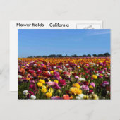 Carte Postale Flower fields in California (Devant / Derrière)
