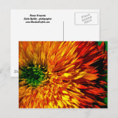Carte postale Flower Fireworks (Devant / Derrière)