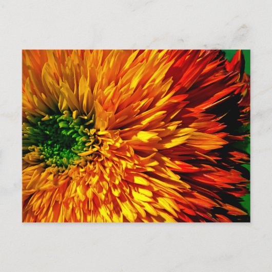 Carte postale Flower Fireworks (Devant)