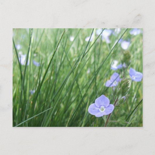 Carte postale Flower Meadow (Devant)