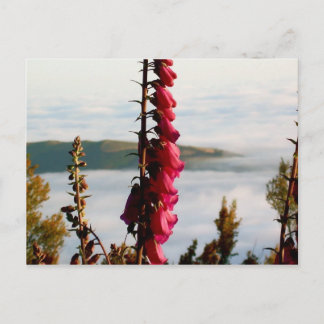 Carte postale Flower Over Nuages