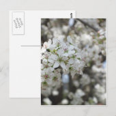 Carte Postale Flower Pear Tree Bloom (Devant / Derrière)