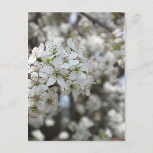 Carte Postale Flower Pear Tree Bloom (Devant)