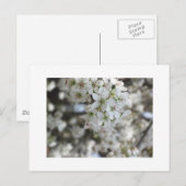 Carte Postale Flower Pear Tree Bloom (Devant / Derrière)