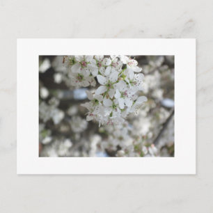 Carte Postale Flower Pear Tree Bloom