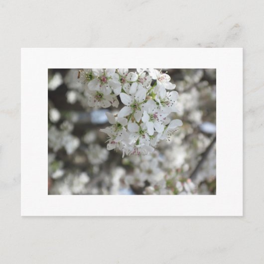 Carte Postale Flower Pear Tree Bloom (Devant)