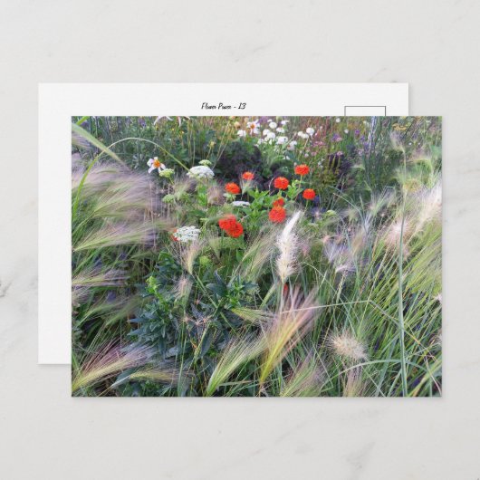 Carte Postale Flower Power (Devant / Derrière)