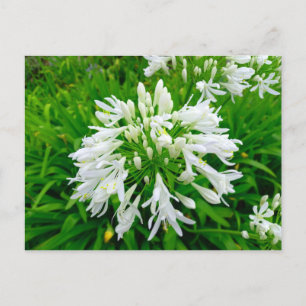 Carte Postale Flower power