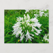 Carte Postale Flower power (Devant)