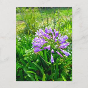 Carte Postale Flower power