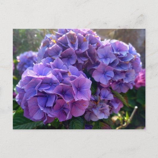 Carte Postale Flower Power 4 (Devant)