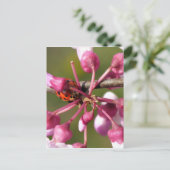 Carte Postale Flower Redbud avec Ladybug (Debout devant)