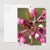 Carte Postale Flower Redbud avec Ladybug (Devant / Derrière)