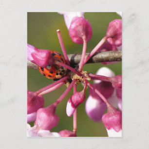 Carte Postale Flower Redbud avec Ladybug