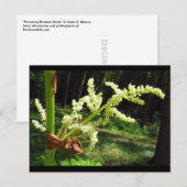 Carte Postale Flower Rhubarb Stalks Nature Photo (Devant / Derrière)