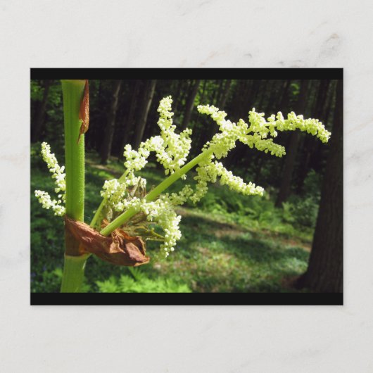 Carte Postale Flower Rhubarb Stalks Nature Photo (Devant)
