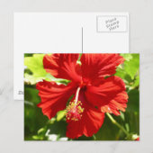 Carte Postale Flower rouge (Devant / Derrière)