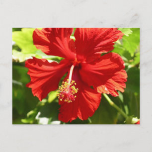 Carte Postale Flower rouge